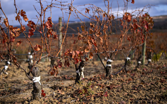 Reinjertos de viñedo antiguo en Marqués de Riscal 