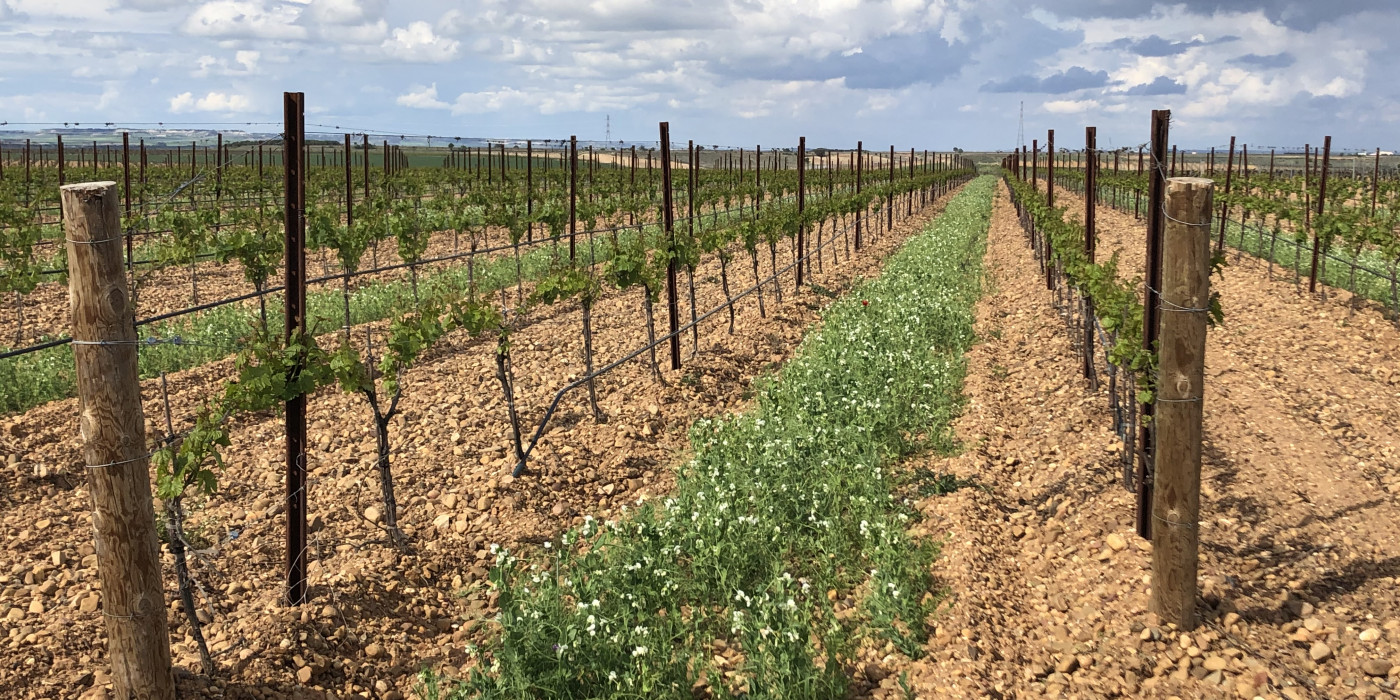 Cubierta vegetal en viñedo ecológico de Marqués de Riscal en la DO Rueda 